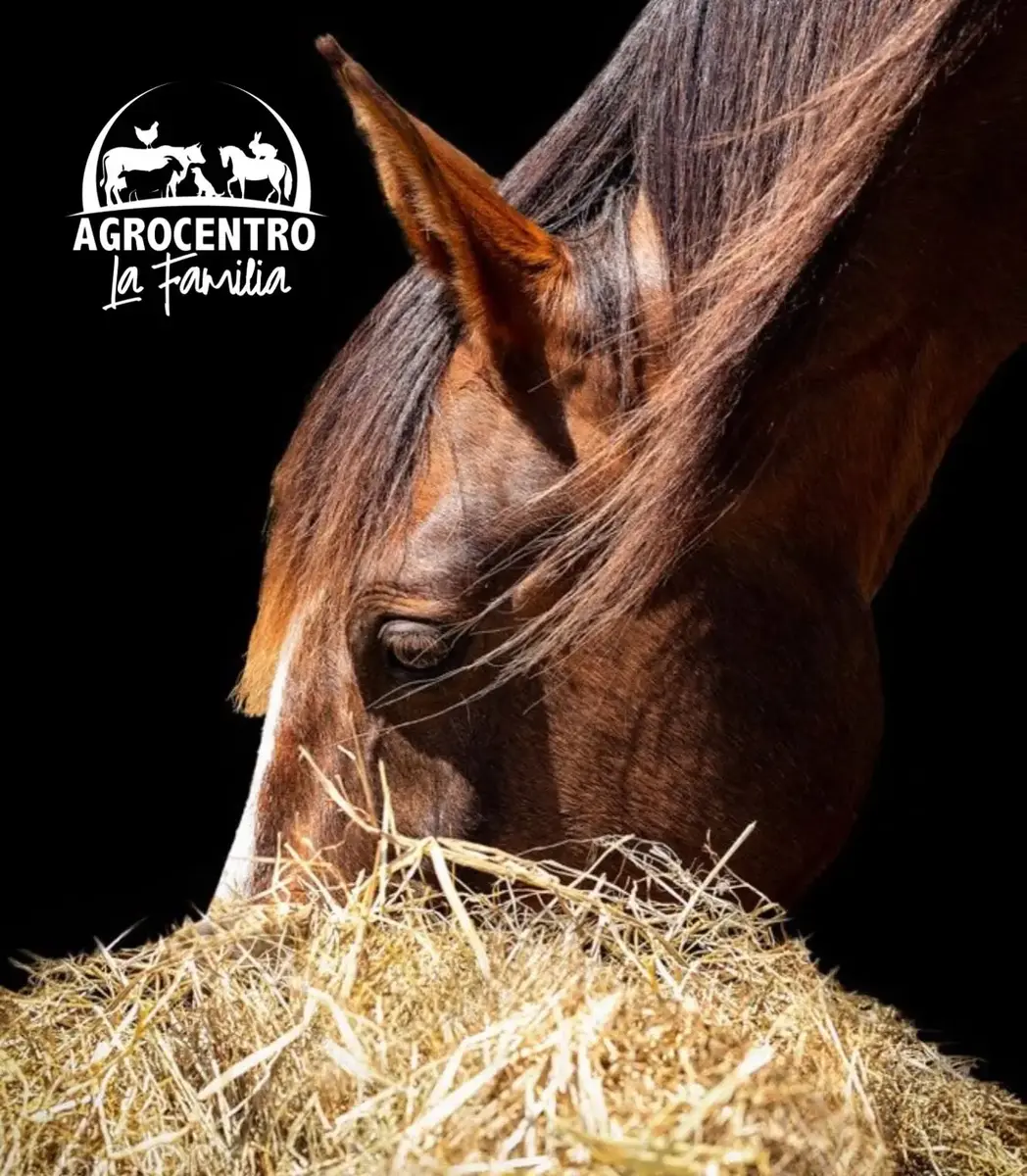 Caballo alimentándose con heno